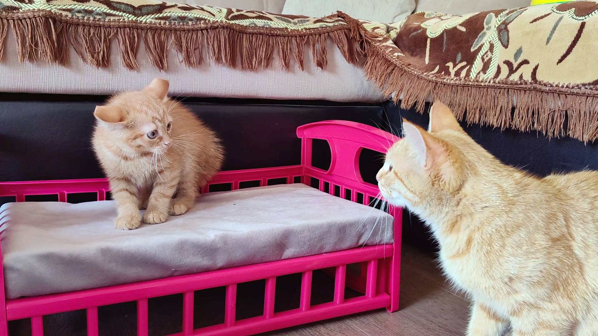 Первая неприятная встреча рыжего котенка с рыжей кошкой.