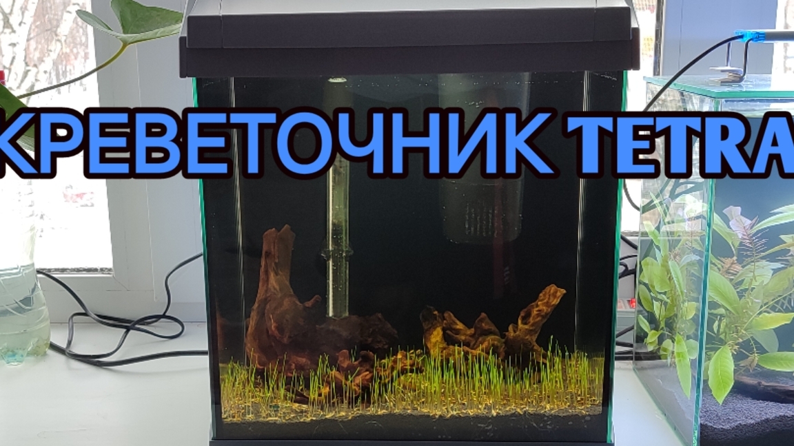 Запустил креветочник Tetra