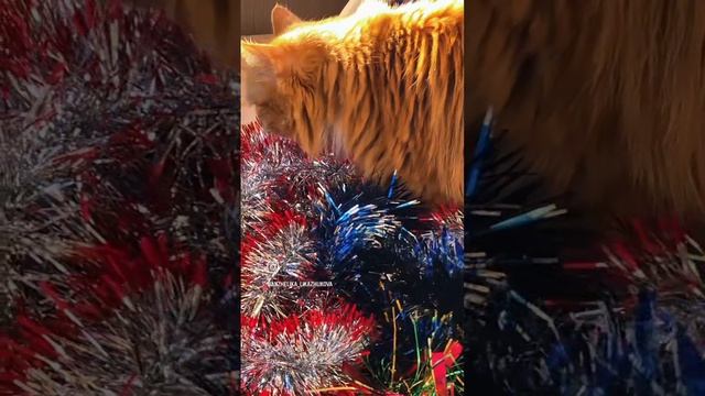 Наводят новогоднюю суету мои котики.