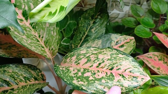 Обзор моих цветочных полочек☘️🌿🍀