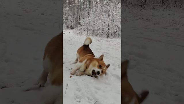 Коржик выполняет кувырки❄️ #коржмарти #корги #коржик #животные #дрессировка #corgi #dog #animals