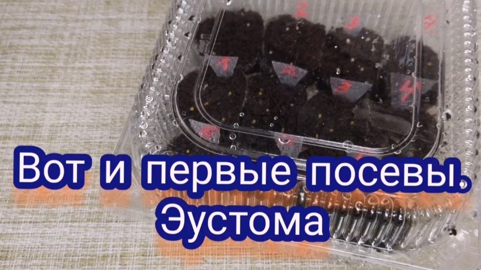 Эустома. Посев эустомы для нового сезона.