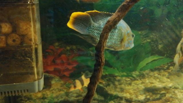 Акара бирюзовая. 🐠