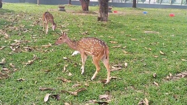 Baby fawn meets wildlife