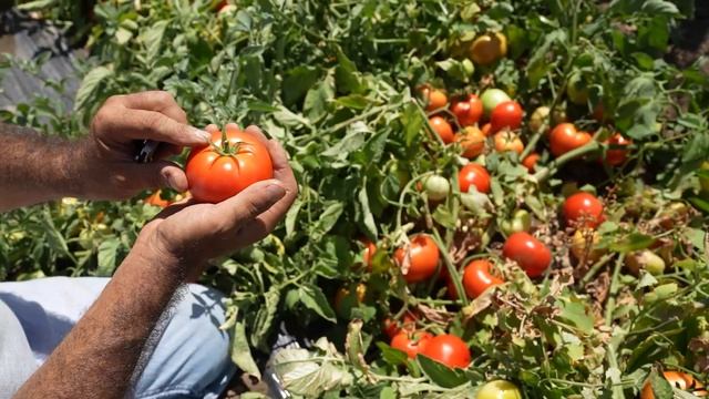 Fresh Market Tomato 5810