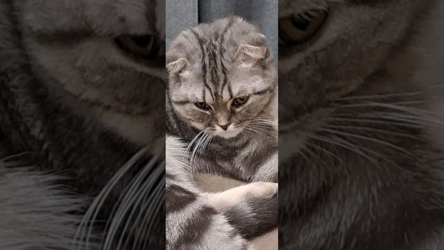 заржачная кошка !!!