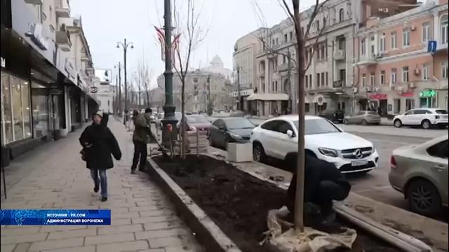 На проспекте Революции в Воронеже высаживают новые клёны