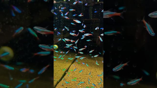 Неон голубой VS Неон чёрный