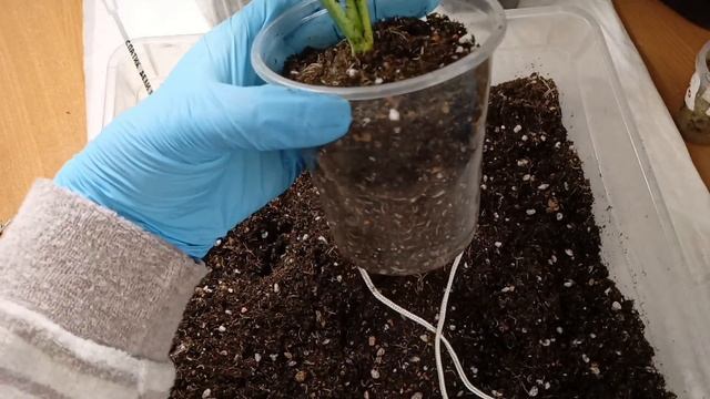 Как пересадить СПАТИФИЛЛУМ? Посадка на смешанный субстрат двумя способами