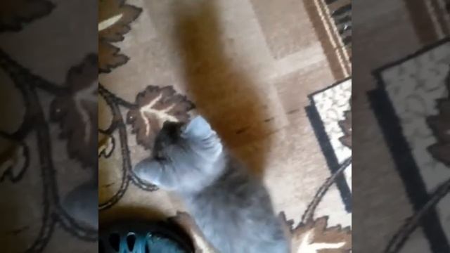 Котика вылечили, глаза открылись  — сделано в Clipchamp