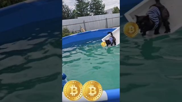 Чернуха пожелал своей новой Подружке Violetta с Bahamas добыть миллионы и миллионы+++ биткоинов 🌞🇧