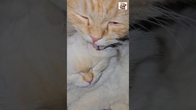 Пикселюша укладывает Настюню баю-бай 🌜😽🥰😽🛏