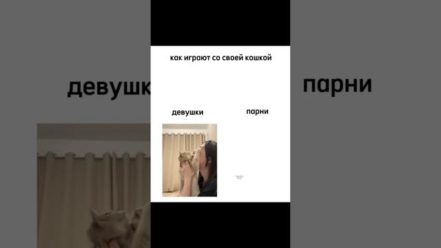 котик