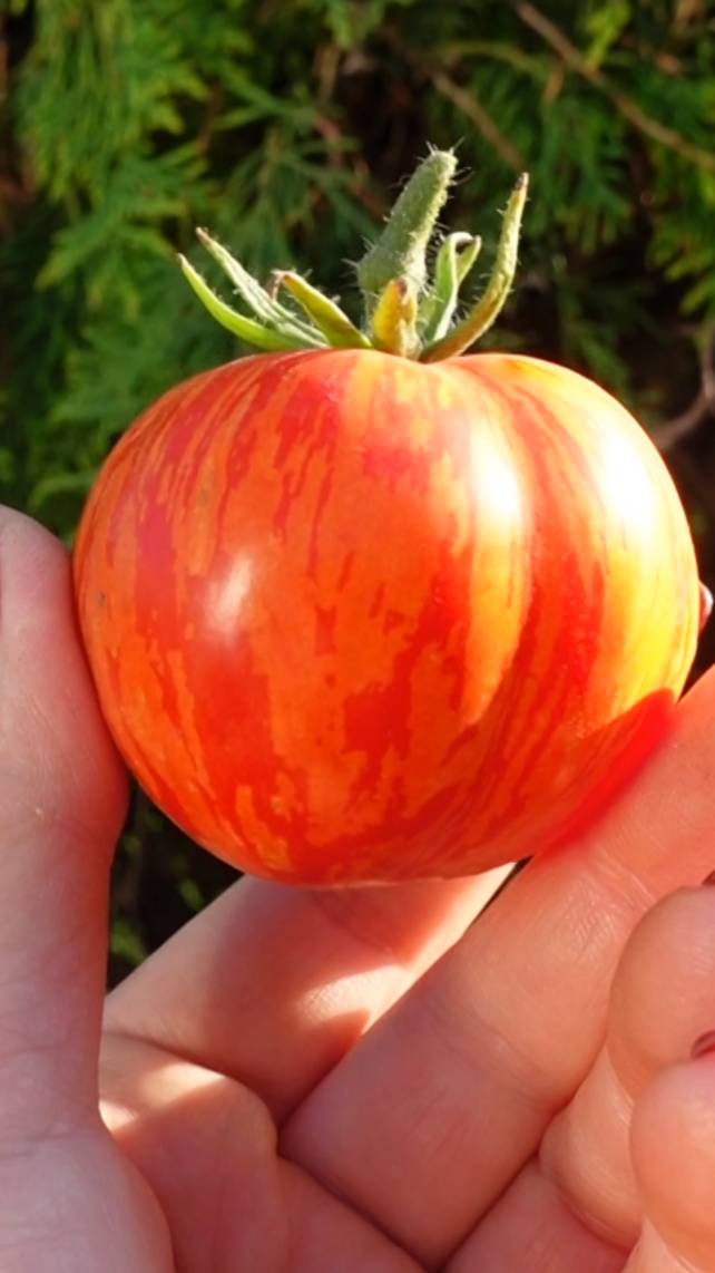 🍅ГНОМ томатный ПОПРЫГУНЧИК ДИНА! #shorts #томаты #советы