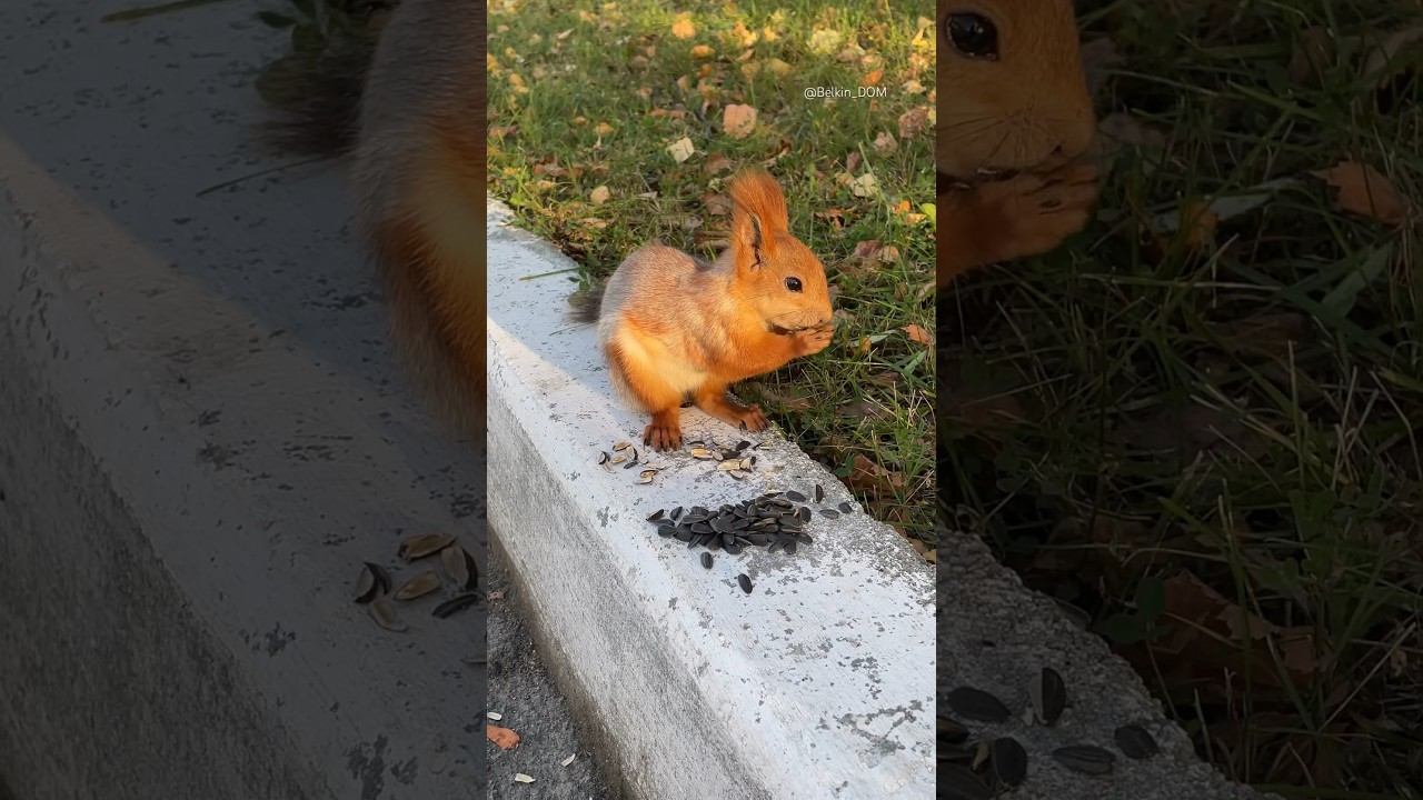 Щелкунчик#белка #белки #белочка #squirrel #кормимбелок #бельчонок #смешныеживотные #ручнаябелка