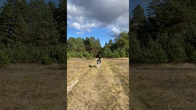 Хаски по имени Байкал 🐕😉