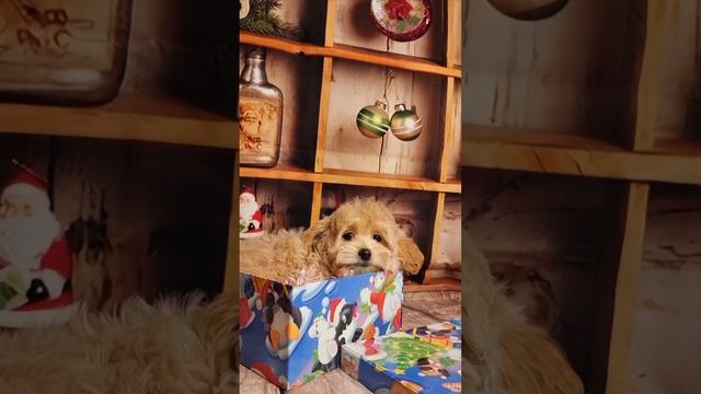 Малышка мальтипу на новый год )