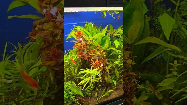 Аквариумные растения ассорти / новый завоз