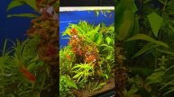 Аквариумные растения ассорти / новый завоз