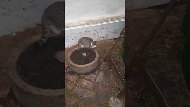 VID-20241211-WA0026.mp4