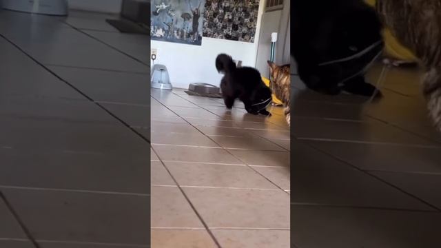 Jokes with cats.@Catscats597#respect#shorts#catvideo#jokes#cats#shortsvideo
