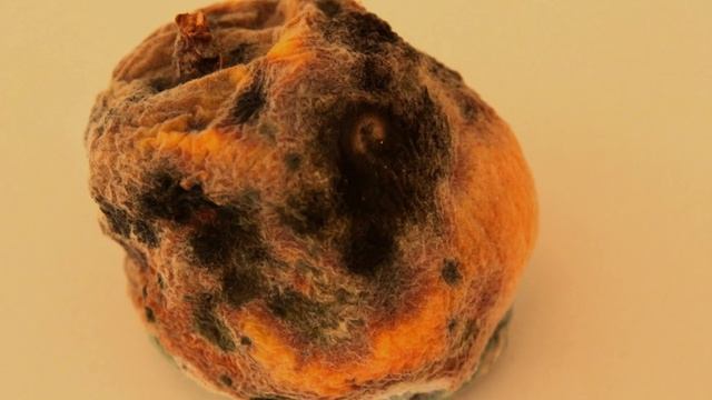 Melocoton (peach, pêssego) -second edition