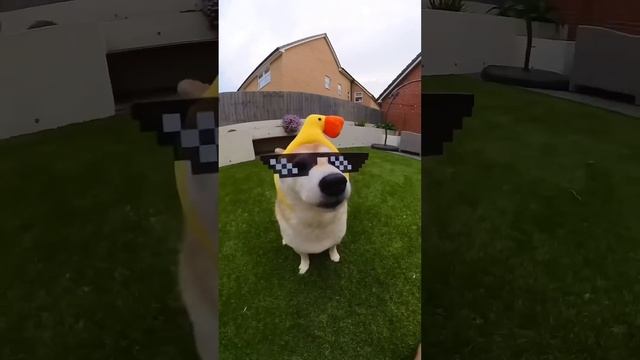 Пёсик чилит