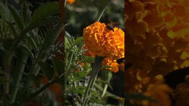गेंदा फूल की खेती में कौनसे बीजों का करें इस्तेमाल, देखिए वीडियो। Genda Phool ki kheti | Farming