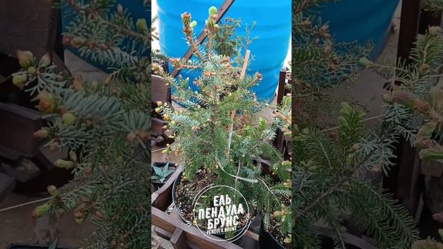 Ель Пендула Брунс (Pendula Bruns)