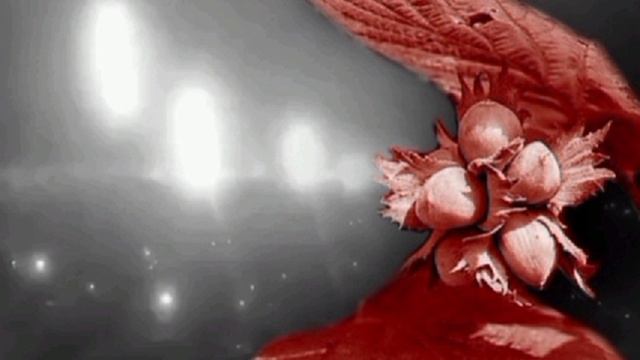 Песенка про орешник в исполнение Армии РФ
