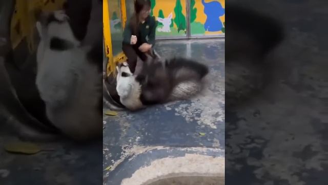 😲 Адреналиновые обнимашки
