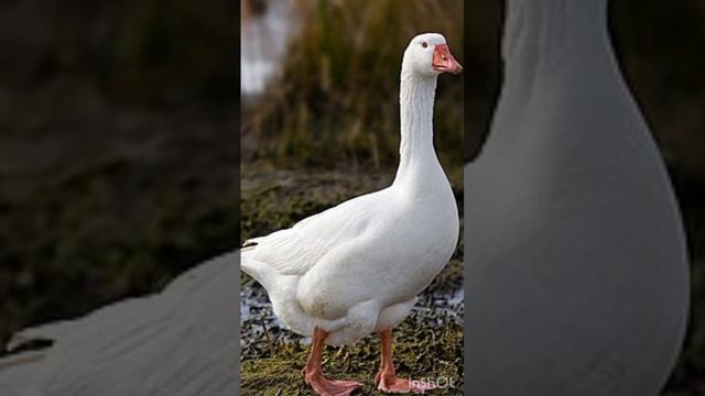 кринж смех с сестрой