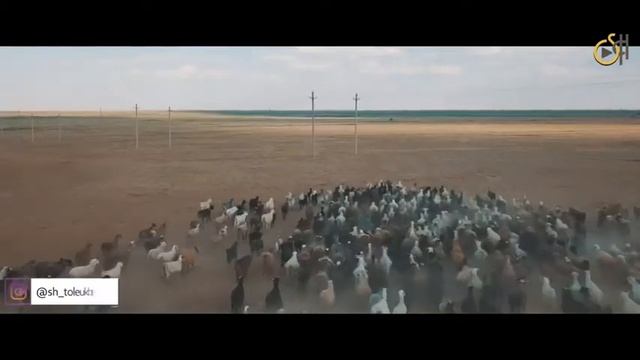 Торгай