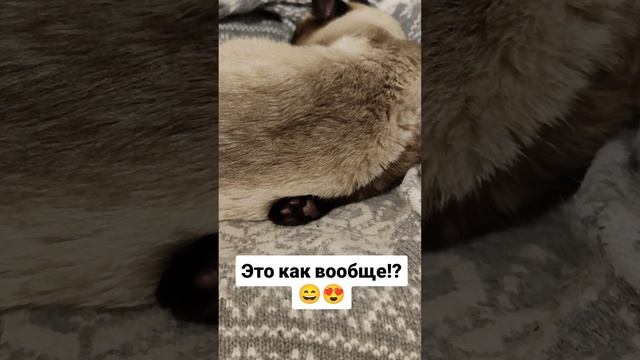 Это как вообще??
