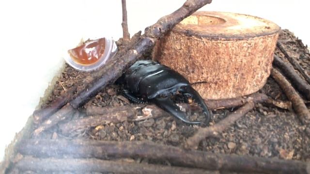 巴拉望巨扁鍬形蟲 dorcus titanus palawanicus