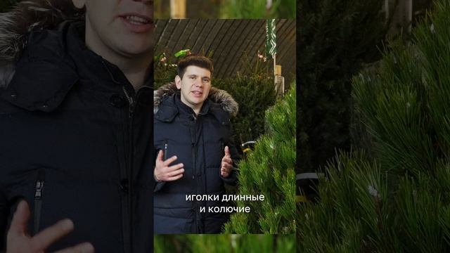 Обзор Канадской сосны от ЖиваяЁлка.рф