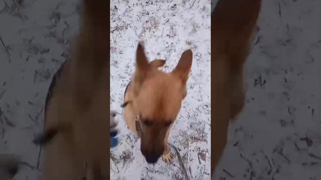 Ерëма передаёт всем привет и мечтает о новогоднем чуде🙏 🏡. Метис НО. 3 года.