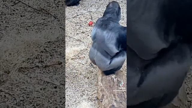 подпишись