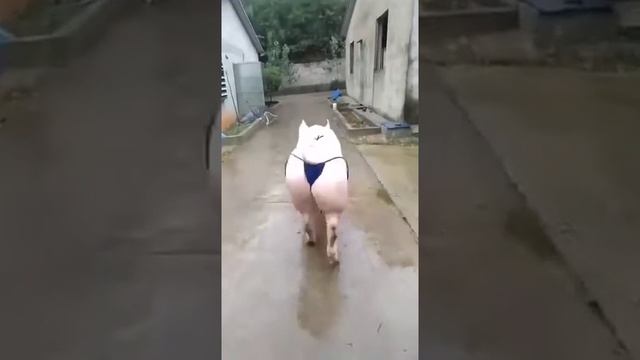 Попка отпад))))