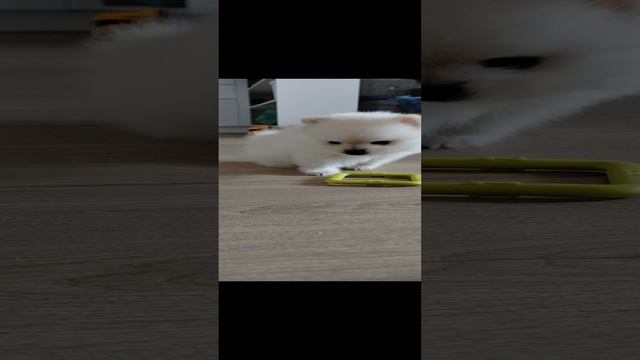 Мой зверюга