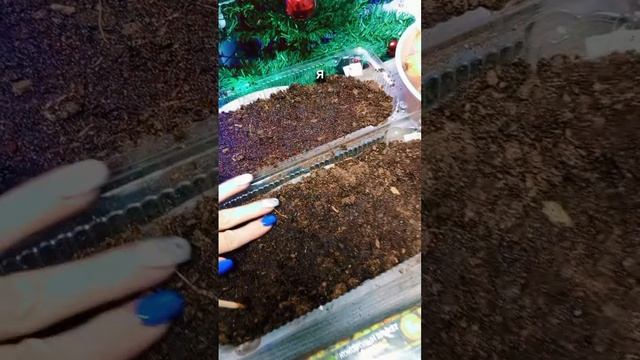 Сажаю лук на зелень. К Новому году
