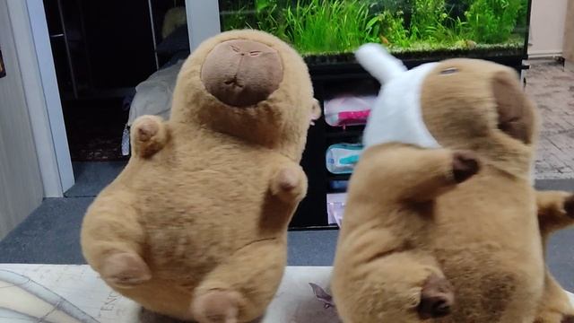 я капибары две капибары🦦🦦🩷