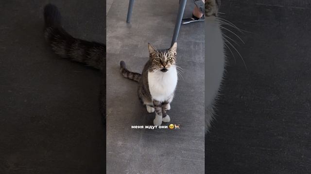 Меня ждут они…🥹🐈