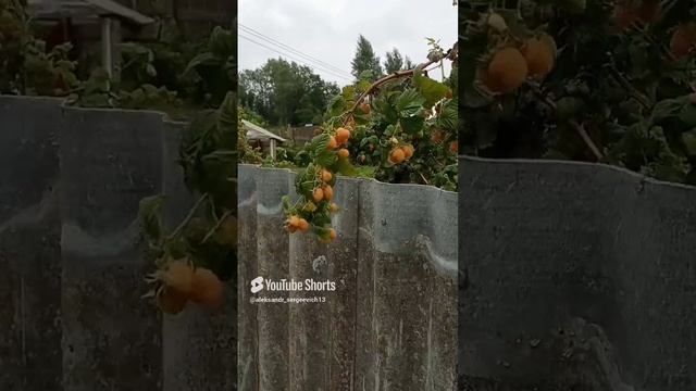 Ах какая малина, жаль соседская)