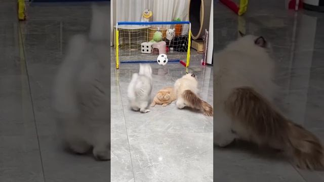 кот.mp4