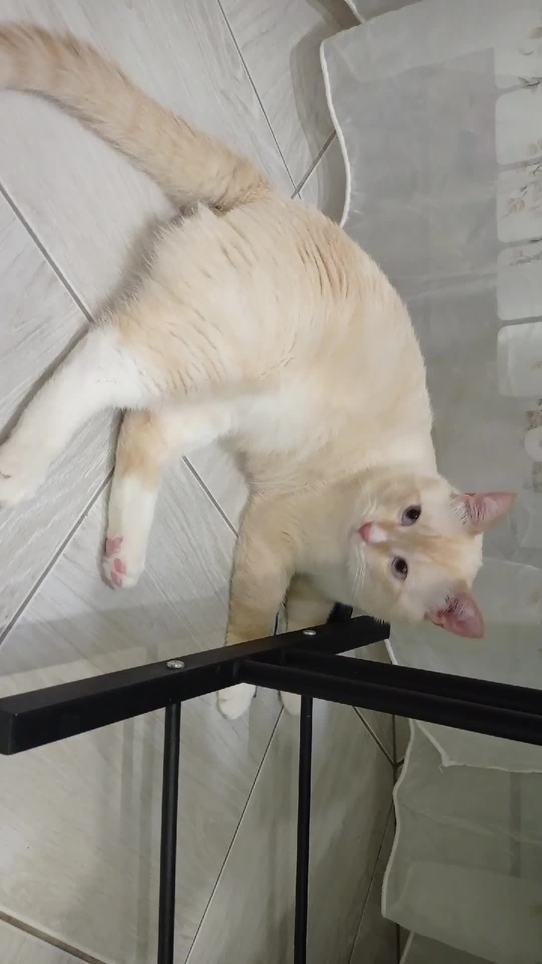кот и мышка