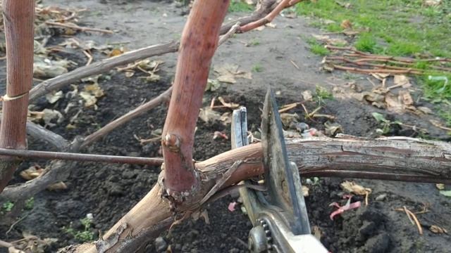Виноград. Обрезка с сучком замещения