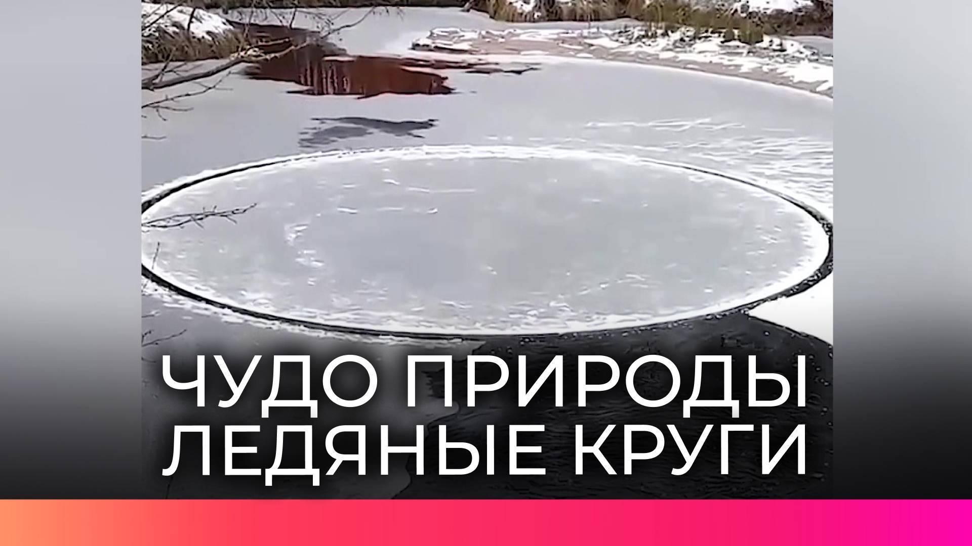 Необычное природное явление «Круги на полях» наблюдают жители Новгородской области