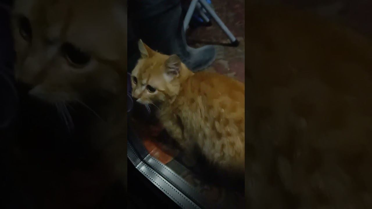 Дикий еж пришел покушать еду кота / Wild hedgehog eats cat food
