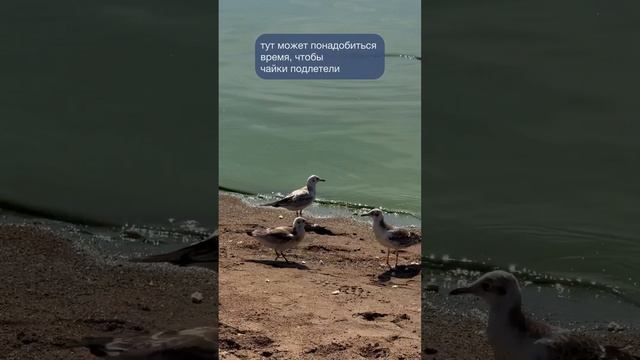 Как разнообразить пляжное фото? Конечно же привлечь чаек в кадр☺️